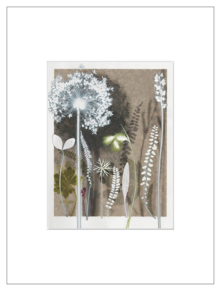 Fine Ferns