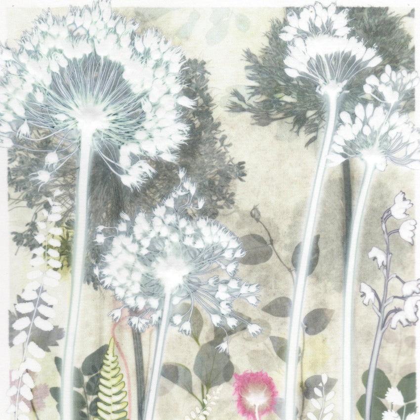 Four Pale Alliums, 30 x 40