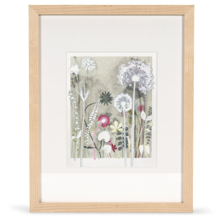 'Glowing Clematis Seedhead' Print