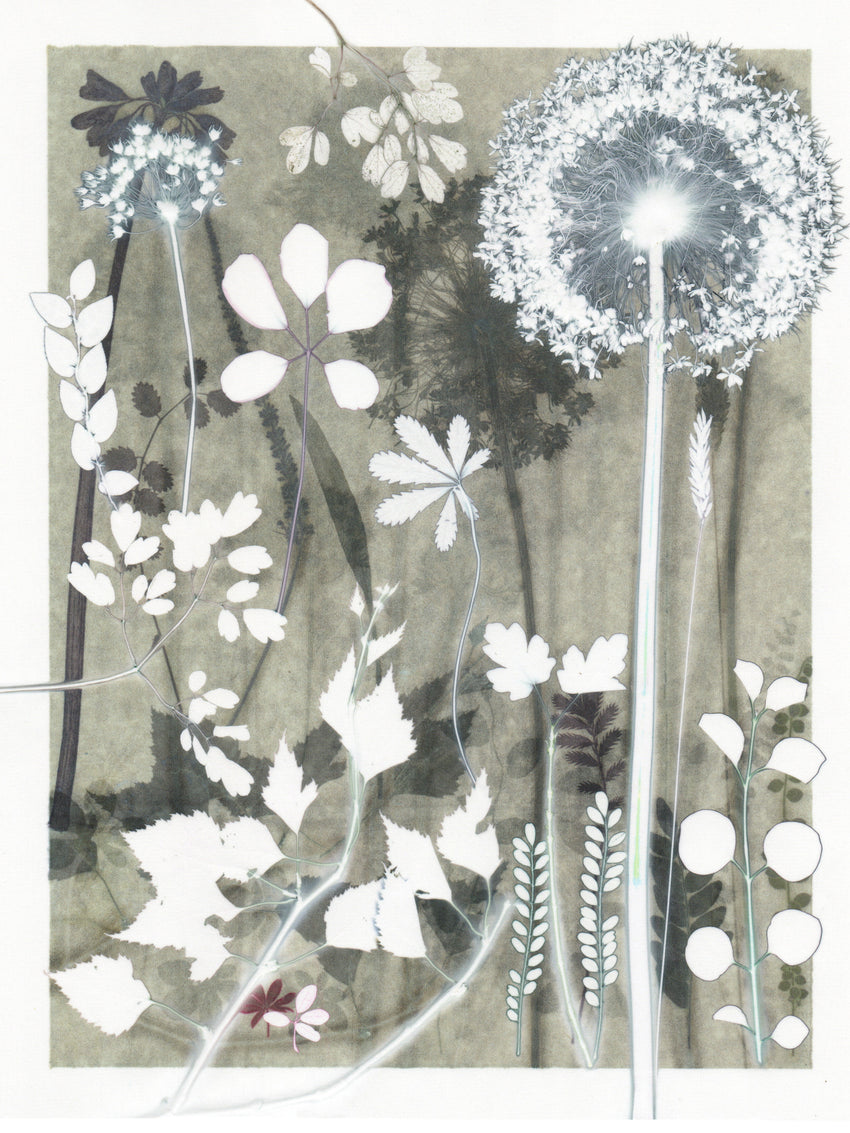 Grey Forest Study Original Print 40 x 50