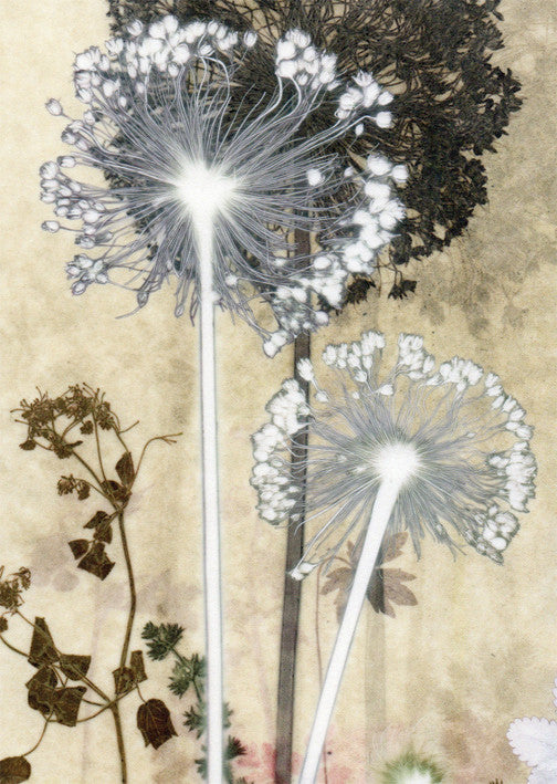 Grey Allium Card
