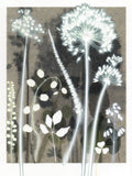 Intense Allium Study