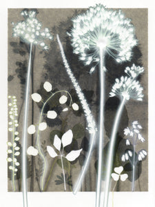 Intense Allium Study