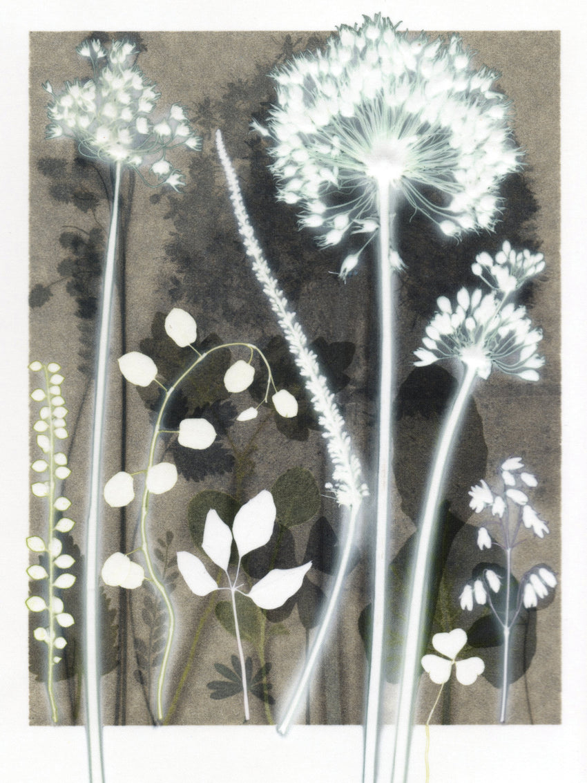 Intense Allium Study