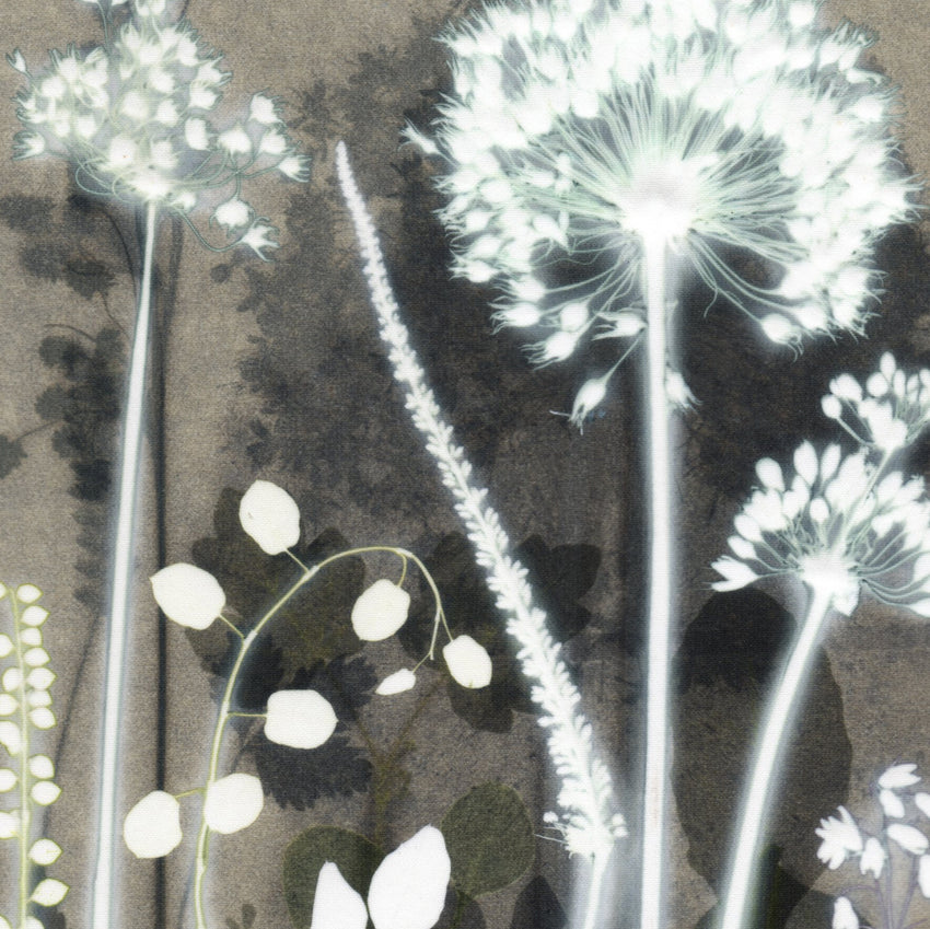 Intense Allium Study