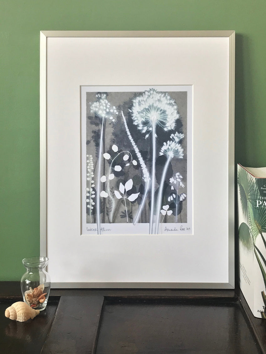 Intense Allium Study
