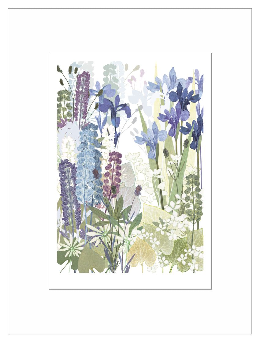 Iris and lupins Print