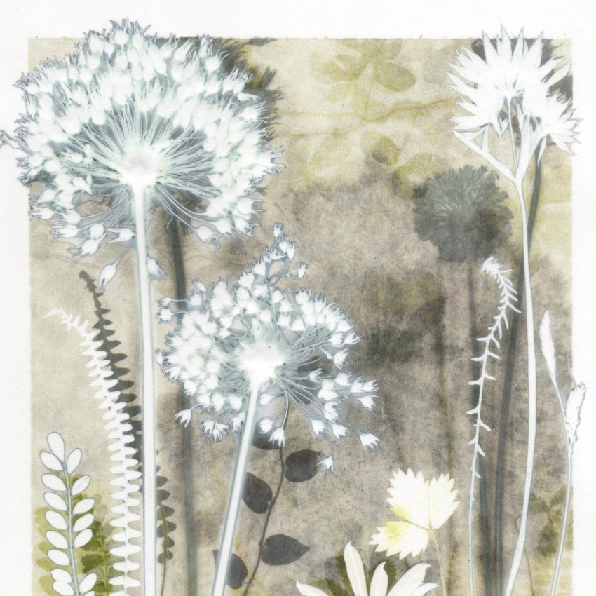 Ivory Alliums and Astrantia, 30 x 40