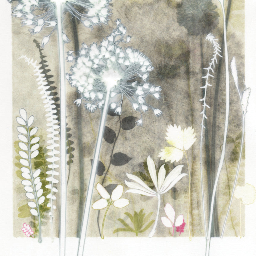 Ivory Alliums and Astrantia, 30 x 40