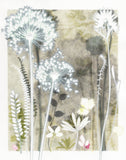 Ivory Alliums and Astrantia, 30 x 40