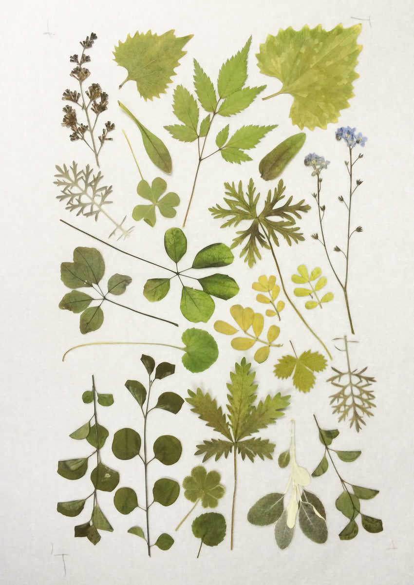 Jimmie's Garden Card