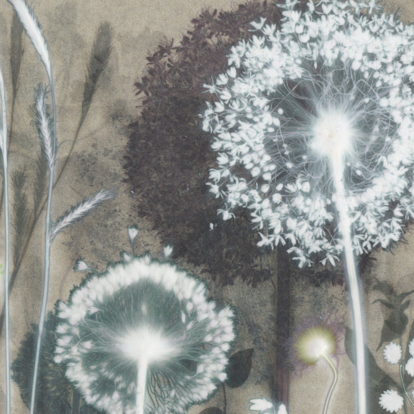 Luminous Allium