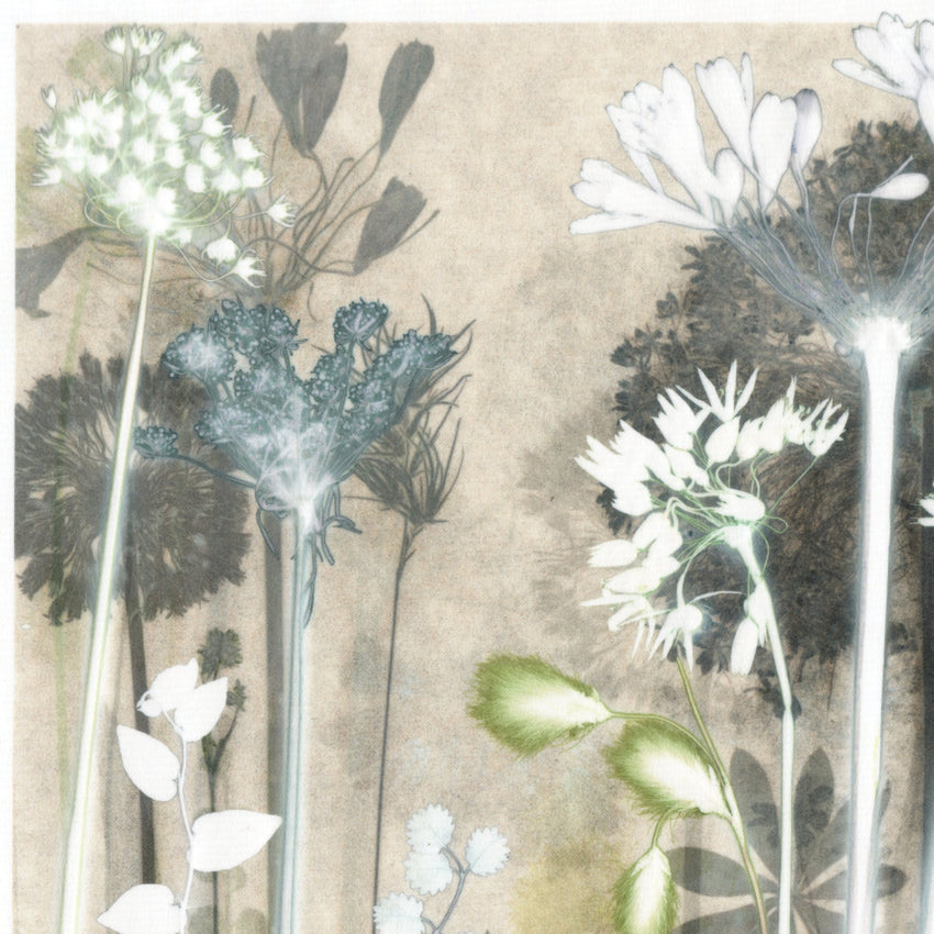 Luminous Cotton Sedge Original Print
