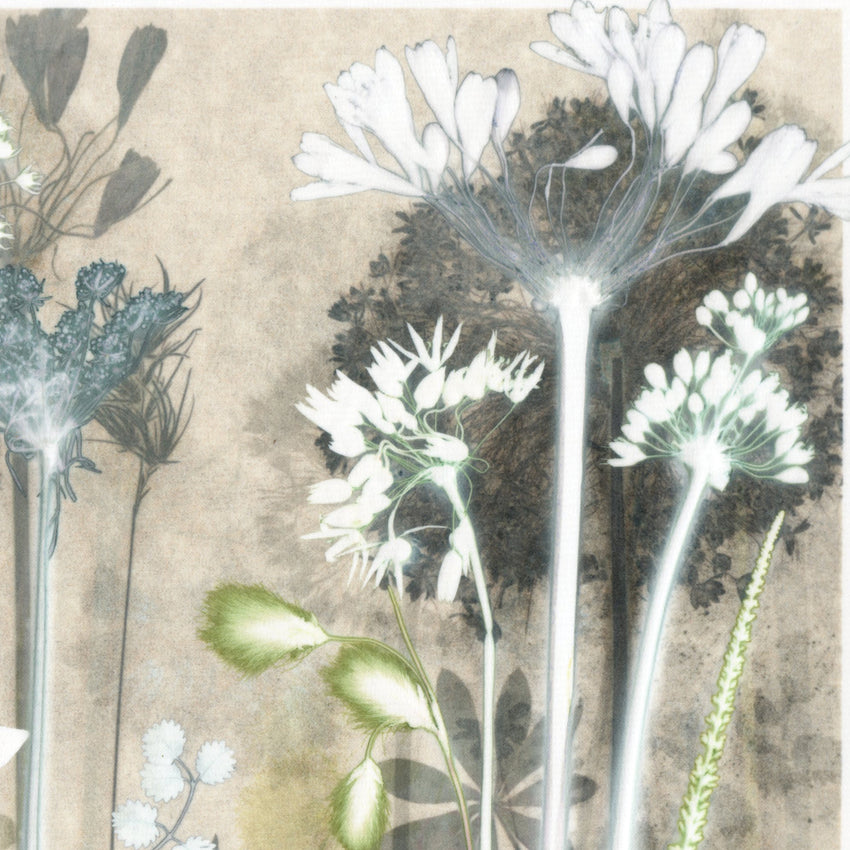 Luminous Cotton Sedge Original Print