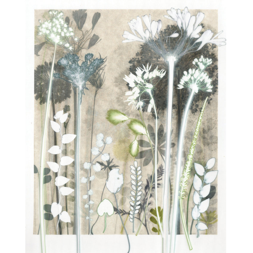 Luminous Cotton Sedge Original Print