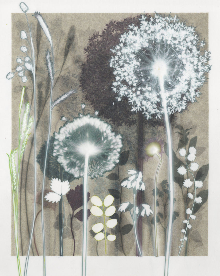 Luminous Allium