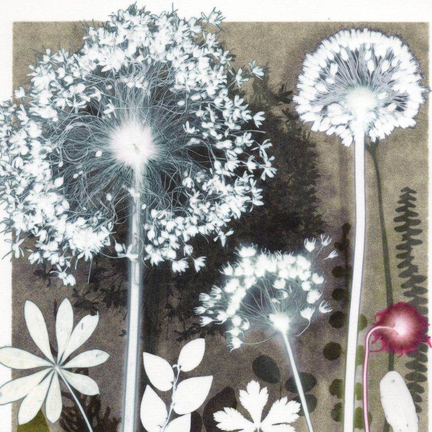Moonlit Umbels