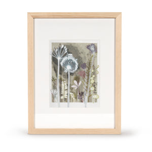 Plum Wild Carrot