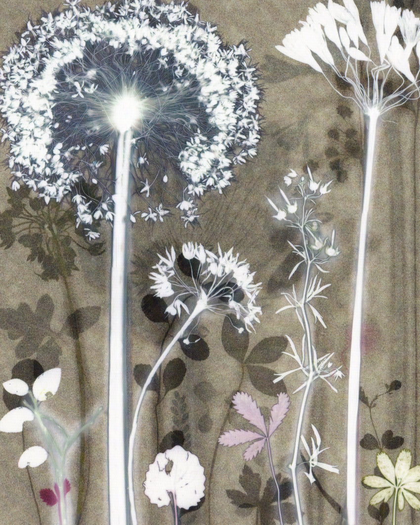 Study with Cranesbill