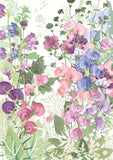 Sweet Pea Greetings Card