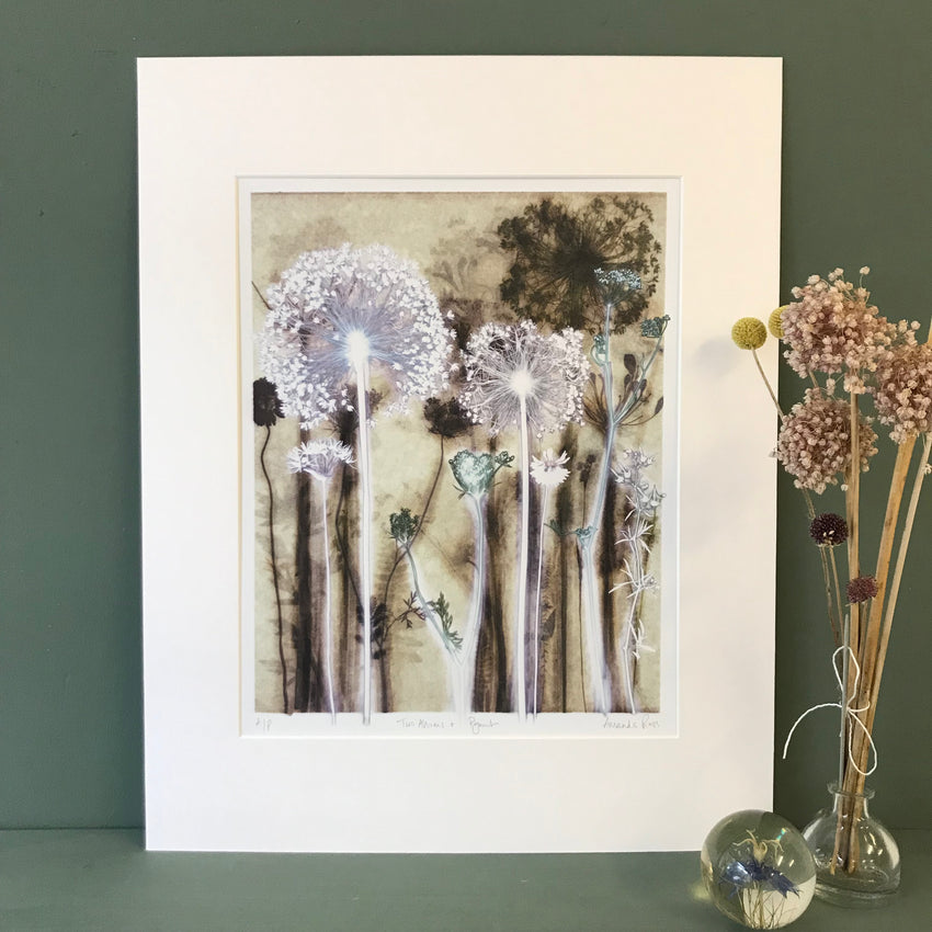 Two Alliums and Pignut