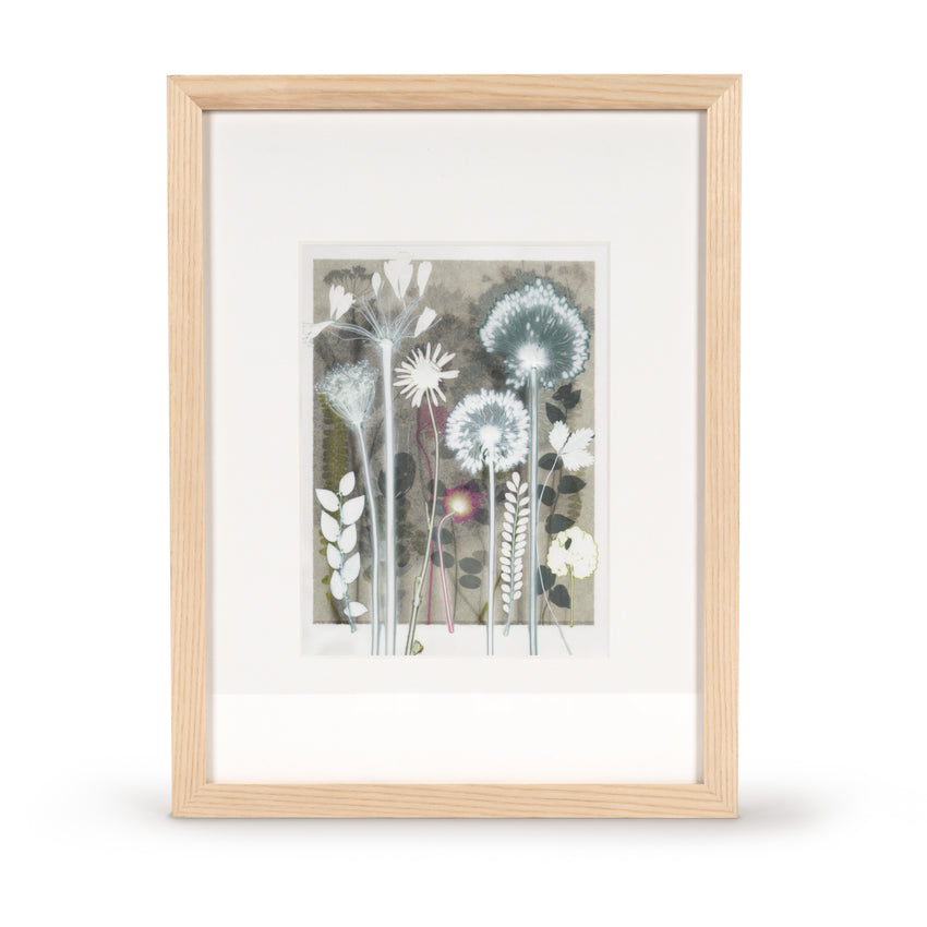White Daisy