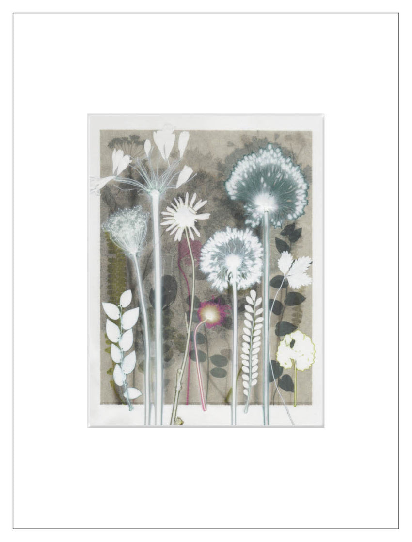 White Daisy