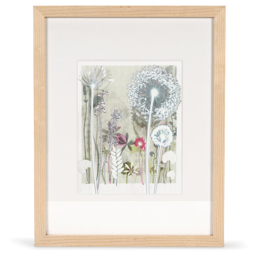 White Allium Print