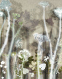 Wild Carrot Flowers 2