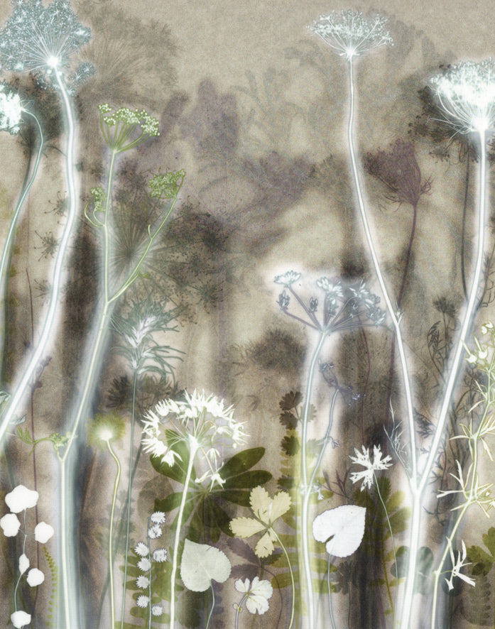Wild Carrot Flowers 2