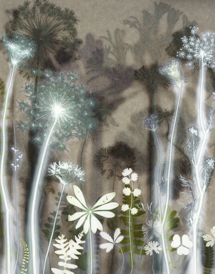 Wild Carrot Flowers 1