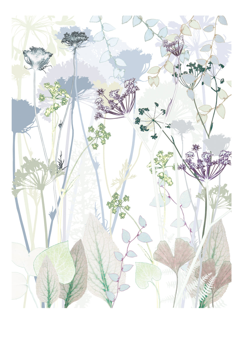 Wild Carrot Print