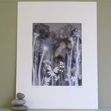 Wild Carrot Flowers 1