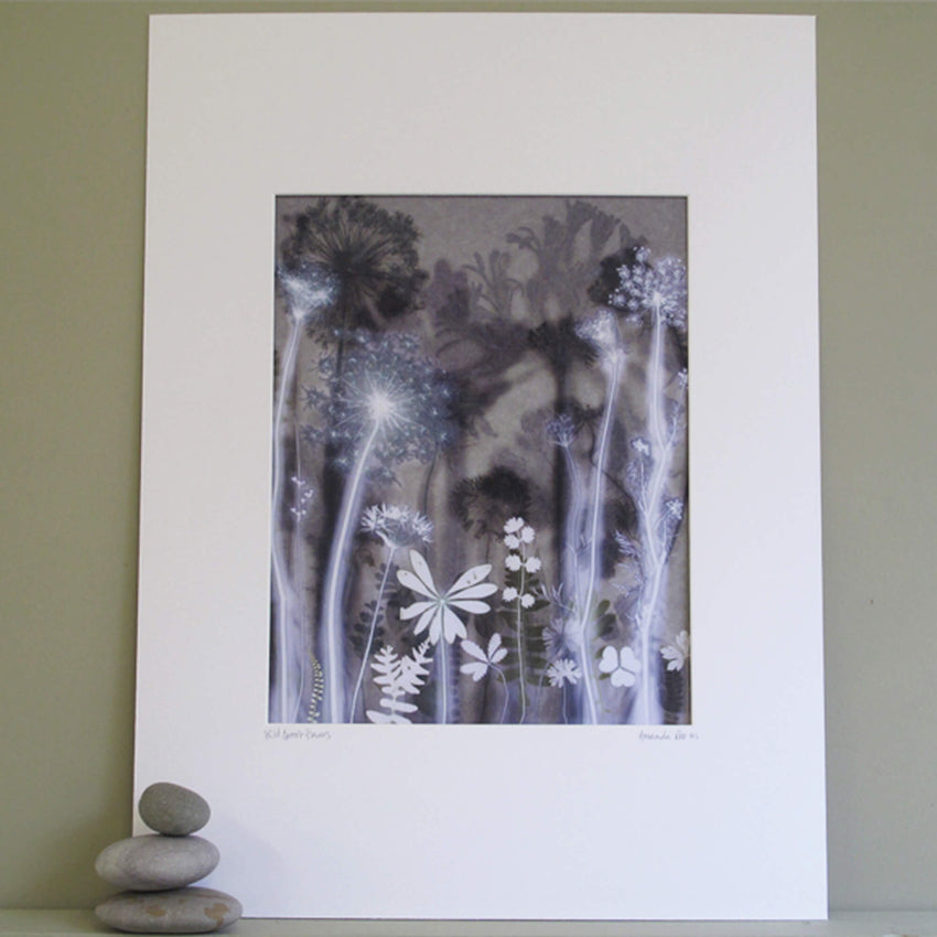 Wild Carrot Flowers 1