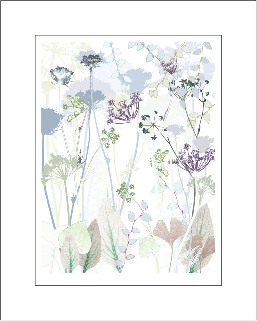 Wild Carrot Print