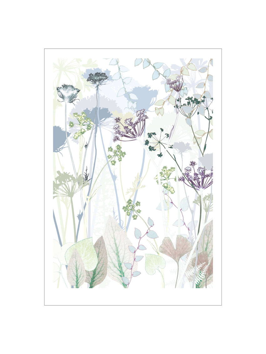 Wild Carrot Print
