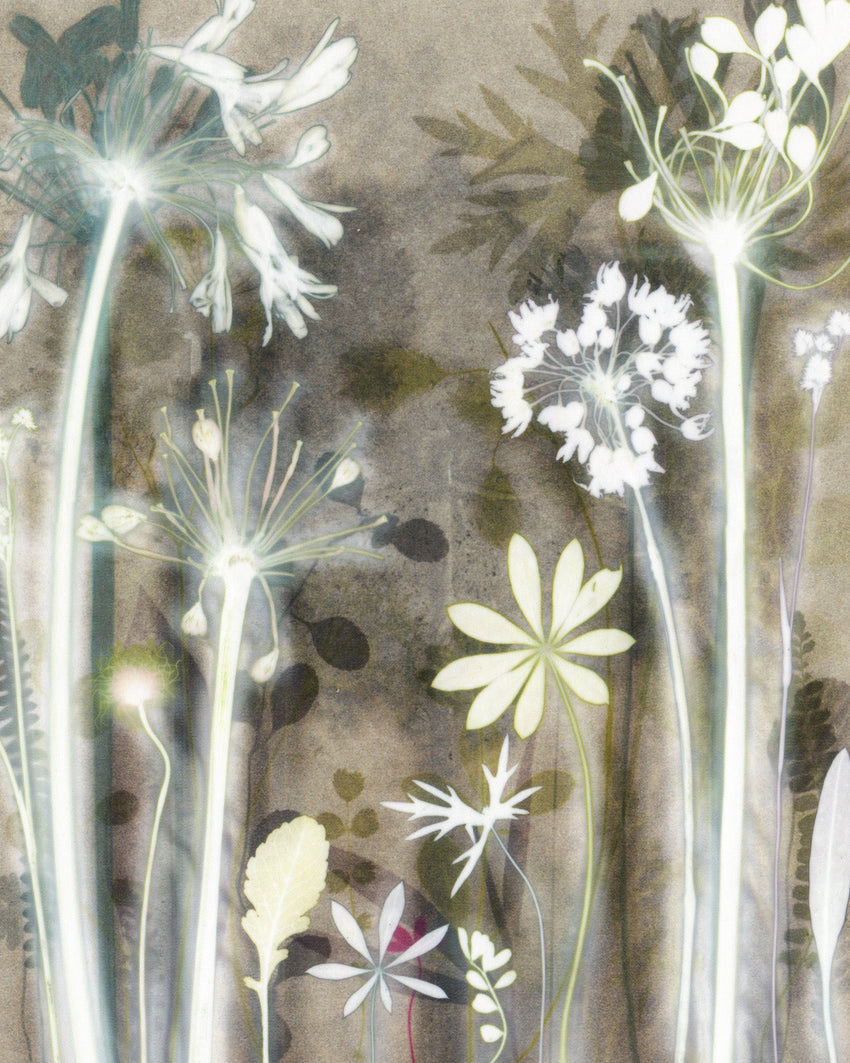 Study with Agapanthus