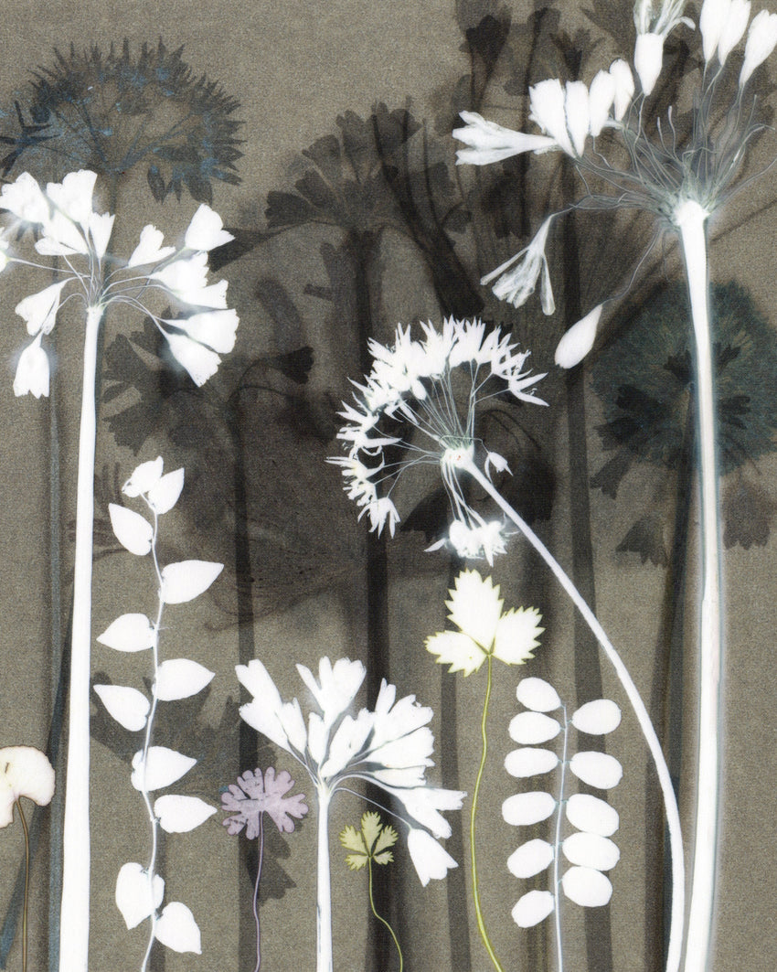 Study wth Wild Garlic